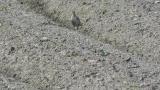 Pacific Golden Plover
