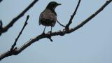 Calling Dusky Thrush
