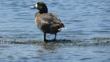 Greater Scaup