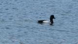 Greater Scaup
