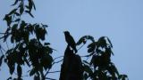 Blue-and-white Flycatcher, posture before copulation?