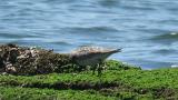 Foraging Great Knots