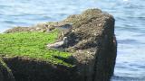 Foraging Great Knots and short flight