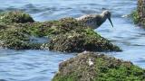 Foraging Great Knot and short flight