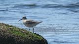 Foraging Great Knot