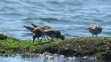 Foraging Great Knots