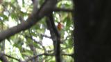 Male Mugimaki Flycatcher took flight
