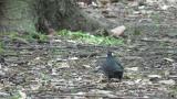 Foraging male Siberian Thrush