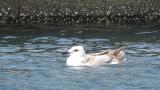 Slaty-backed Gull, bathing, wing flapping
