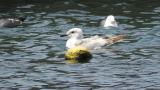 Slaty-backed Gull, bathing