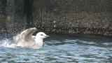 Slaty-backed Gull, bathing