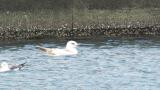 Slaty-backed Gull, bathing and short flight