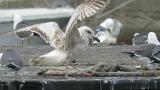Slaty-backed Gull, preening after bathing