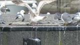 Slaty-backed Gull, preening after bathing