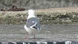 Slaty-backed Gull, preening
