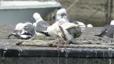 Slaty-backed Gull, preening after bathing