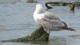 Slaty-backed Gull