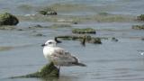 Slaty-backed Gull