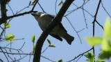 Singing Asian Brown Flycatcher