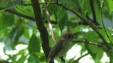 Singing Asian Brown Flycatcher