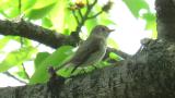 Singing Asian Brown Flycatcher