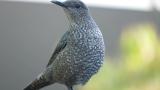 Blue Rock Thrush, fluffing up