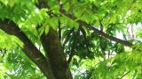 Tail of Japanese Paradise Flycatcher