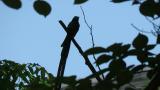 Perched Japanese Paradise Flycatcher took flight