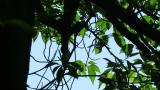 Perched Japanese Paradise Flycatcher took flight