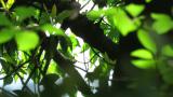 Perched Japanese Paradise Flycatcher took flight
