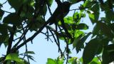 Perched Japanese Paradise Flycatcher took flight