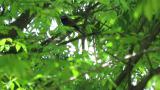 Perched Japanese Paradise Flycatcher took flight