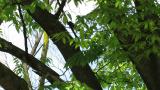 Perched Japanese Paradise Flycatcher took flight