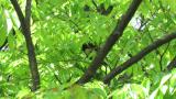 Perched Japanese Paradise Flycatcher took flight