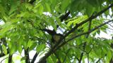 Perched Japanese Paradise Flycatcher took flight