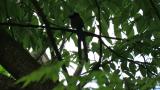Perched Japanese Paradise Flycatcher took flight