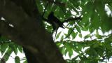 Perched Japanese Paradise Flycatcher took flight