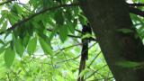 Perched Japanese Paradise Flycatcher took flight