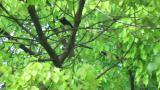 Japanese Paradise Flycatcher, bill cleaning and took flight