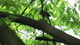 Perched Japanese Paradise Flycatcher took flight