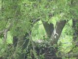 Nest of Northern Goshawk