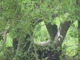Nest of Northern Goshawk