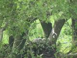 Nest of Northern Goshawk