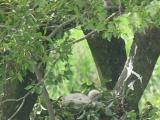 Nest of Northern Goshawk.  Adult carried green leaves.