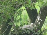Nest of Northern Goshawk