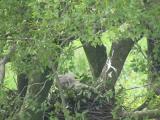 Nest of Northern Goshawk