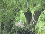 Nest of Northern Goshawk.  Nestlings preened themselves.