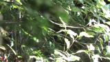 Fledging of Blue-and-white Flycatcher