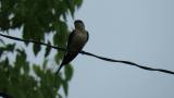 Singing Red-rumped Swallow