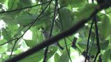 Eastern Crowned Warbler carrying food to fledgling